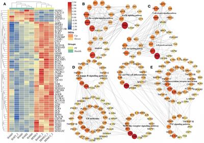 Integrated mRNA–miRNA transcriptome profiling of blood immune responses potentially related to pulmonary fibrosis in forest musk deer